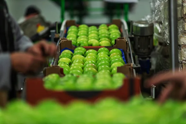 Sorting apples on the production line by production workers. Sorting and packing juicy ripe green apples. Packing natural organic apples in cardboard boxes and preparations for sale
