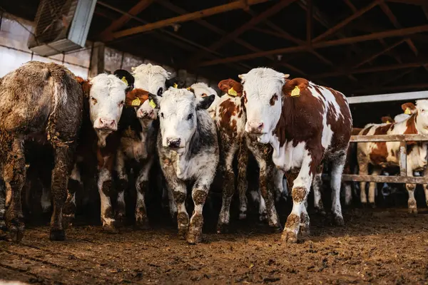 Barn Calves Livestock Concept Stock Image