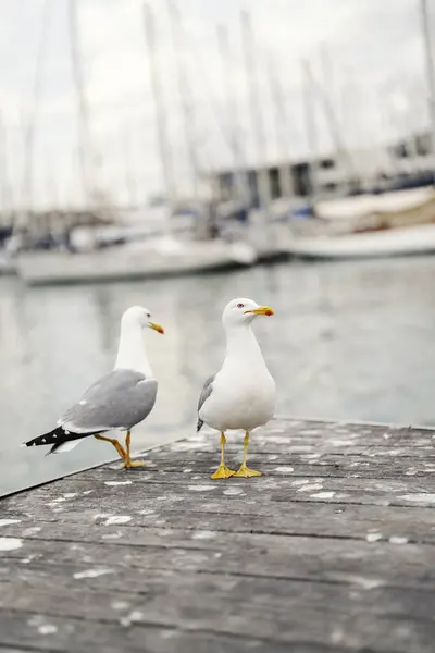 Two Seagulls Standing Pier — Stock Photo, Image
