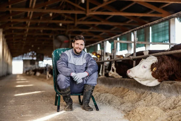 Farmer Spoczywa Krześle Stodole Obok Swojej Krowy Uśmiecha Się Kamery — Zdjęcie stockowe