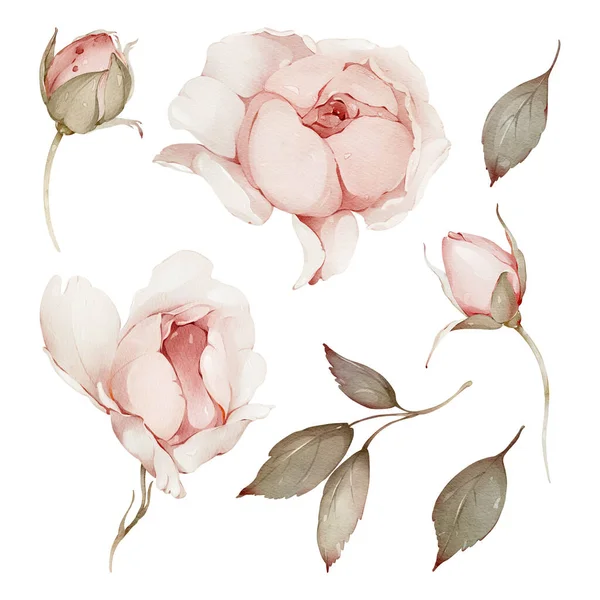 Uppsättning Akvarell Illustrationer Med Blommor Och Blad För Gratulationskort Stockfoto