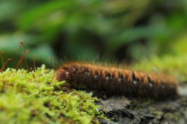 big caterpillar on moss portrait photo