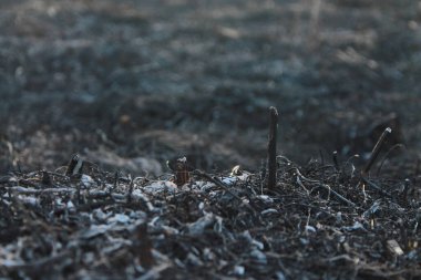 grass valley after fire ash on ground