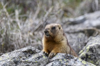 Dağlarda kayalıklarda duran Marmota Marmota. Vahşi doğadaki köstebek..
