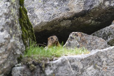 Dağlarda kayalıklarda duran Marmota Marmota. Vahşi doğadaki köstebek..