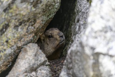 Dağlarda kayalıklarda duran Marmota Marmota. Vahşi doğadaki köstebek..