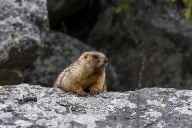 Dağlarda kayalıklarda duran Marmota Marmota. Vahşi doğadaki köstebek..
