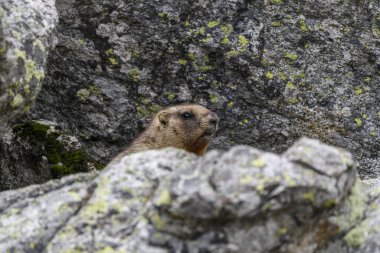 Dağlarda kayalıklarda duran Marmota Marmota. Vahşi doğadaki köstebek..