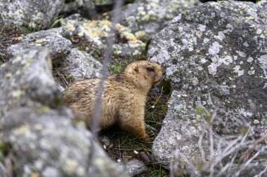 Dağlarda kayalıklarda duran Marmota Marmota. Vahşi doğadaki köstebek..