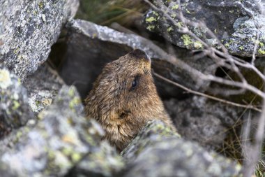 Dağlarda kayalıklarda duran Marmota Marmota. Vahşi doğadaki köstebek..