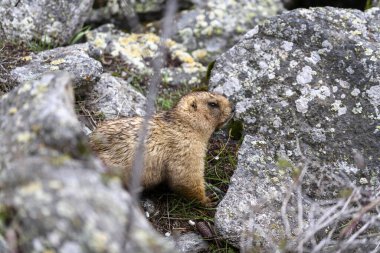 Dağlarda kayalıklarda duran Marmota Marmota. Vahşi doğadaki köstebek..