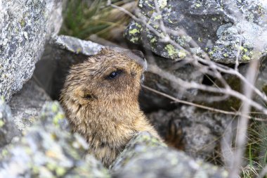 Dağlarda kayalıklarda duran Marmota Marmota. Vahşi doğadaki köstebek..
