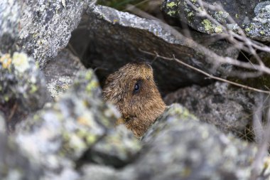 Dağlarda kayalıklarda duran Marmota Marmota. Vahşi doğadaki köstebek..