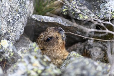 Dağlarda kayalıklarda duran Marmota Marmota. Vahşi doğadaki köstebek..