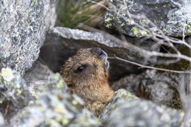 Dağlarda kayalıklarda duran Marmota Marmota. Vahşi doğadaki köstebek..