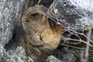 Dağlarda kayalıklarda duran Marmota Marmota. Vahşi doğadaki köstebek..
