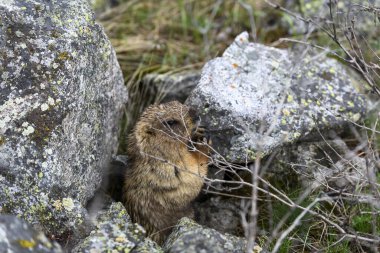 Dağlarda kayalıklarda duran Marmota Marmota. Vahşi doğadaki köstebek..