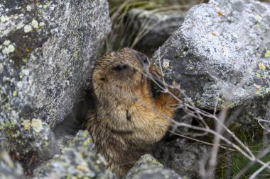 Dağlarda kayalıklarda duran Marmota Marmota. Vahşi doğadaki köstebek..