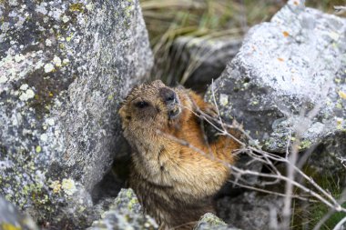 Dağlarda kayalıklarda duran Marmota Marmota. Vahşi doğadaki köstebek..