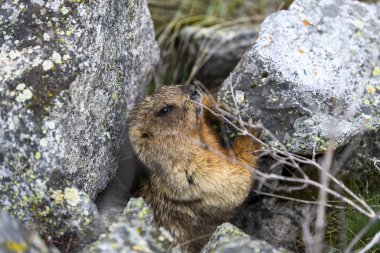 Dağlarda kayalıklarda duran Marmota Marmota. Vahşi doğadaki köstebek..