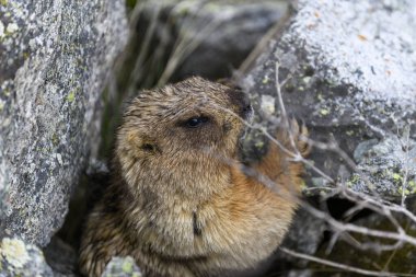 Dağlarda kayalıklarda duran Marmota Marmota. Vahşi doğadaki köstebek..
