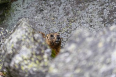 Dağlarda kayalıklarda duran Marmota Marmota. Vahşi doğadaki köstebek..