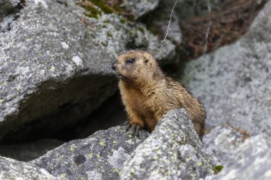 Dağlarda kayalıklarda duran Marmota Marmota. Vahşi doğadaki köstebek..