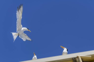 Kraliyet feneri. Deniz kuşu uçuyor. Gökteki martı.