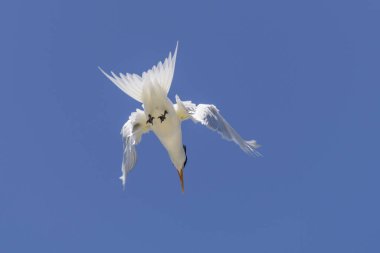 Kraliyet feneri. Deniz kuşu uçuyor. Gökteki martı.