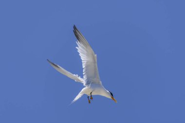 Kraliyet feneri. Deniz kuşu uçuyor. Gökteki martı.