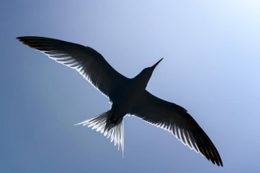 Kraliyet feneri. Deniz kuşu uçuyor. Gökteki martı.