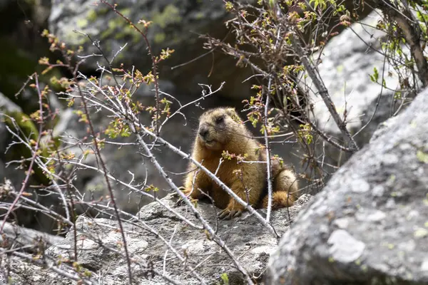 Dağlarda kayalıklarda duran Marmota Marmota. Vahşi doğadaki köstebek..