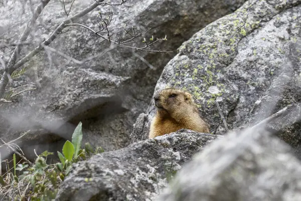 Dağlarda kayalıklarda duran Marmota Marmota. Vahşi doğadaki köstebek..