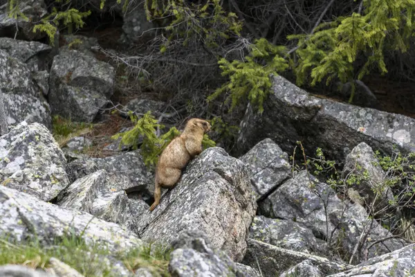 Dağlarda kayalıklarda duran Marmota Marmota. Vahşi doğadaki köstebek..