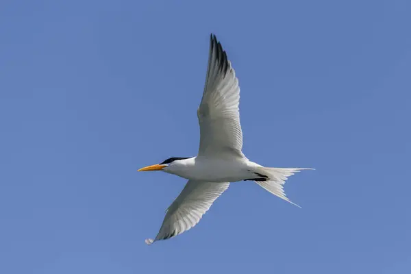 stock image Royal tern. Sea bird flying. Seagull in the sky.