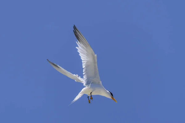 Royal tern. Sea bird flying. Seagull in the sky.