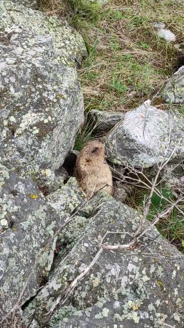 Marmot Marmota Marmota Debout Dans Les Rochers Dans Les Montagnes — Video