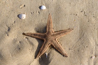 Kumsalda deniz yıldızı ve deniz kabukları. Yaz tatili kavramı.