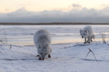 Wilde Tundra 'da iki kutup tilkisi (Vulpes Lagopus). Kumsalda kutup tilkisi.