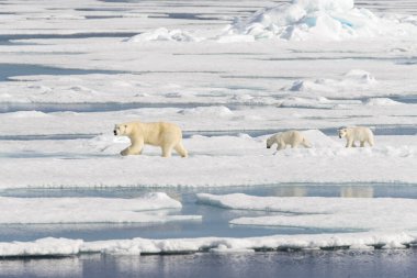Kutup ayısı anne (Ursus maritimus) ve İki Yataklı yavrularını pack buzda Svalbard Arctic Norveç kuzeyinde