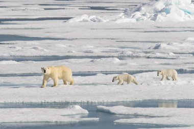 Kutup ayısı anne (Ursus maritimus) ve İki Yataklı yavrularını pack buzda Svalbard Arctic Norveç kuzeyinde