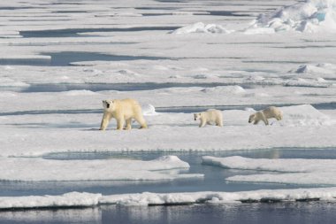 Kutup ayısı anne (Ursus maritimus) ve İki Yataklı yavrularını pack buzda Svalbard Arctic Norveç kuzeyinde