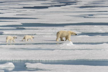 Kutup ayısı anne (Ursus maritimus) ve İki Yataklı yavrularını pack buzda Svalbard Arctic Norveç kuzeyinde