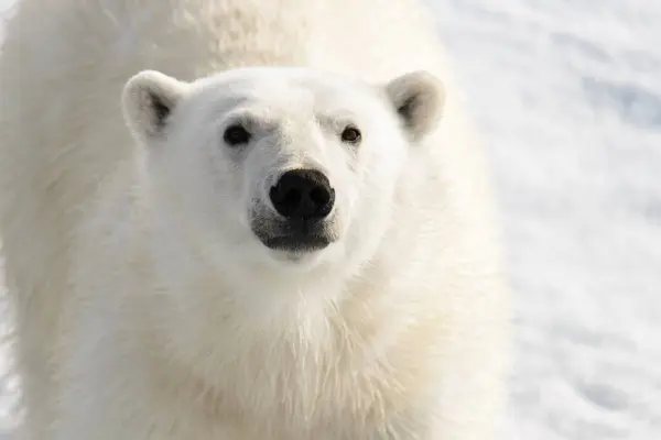 Oso Polar Ursus Maritimus Manada Hielo Norte Spitsberg Imagen De Stock