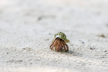 Kumsalda keşiş yengeci. Seçici odaklanma. Kapat..