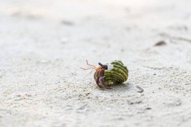 Kumsalda keşiş yengeci. Seçici odaklanma. Kapat..
