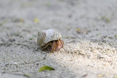 Kumsalda keşiş yengeci. Seçici odaklanma. Kapat..