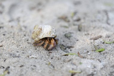 Kumsalda keşiş yengeci. Seçici odaklanma. Kapat..