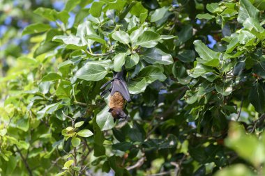 Maldivler adasında uçan tilki. Meyve yarasası uçuyor. Gri başlı Uçan Tilki (Pteropus poliocephalus).