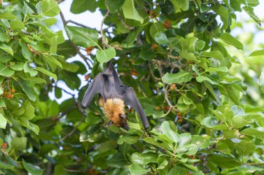 Maldivler adasında uçan tilki. Meyve yarasası uçuyor. Gri başlı Uçan Tilki (Pteropus poliocephalus).